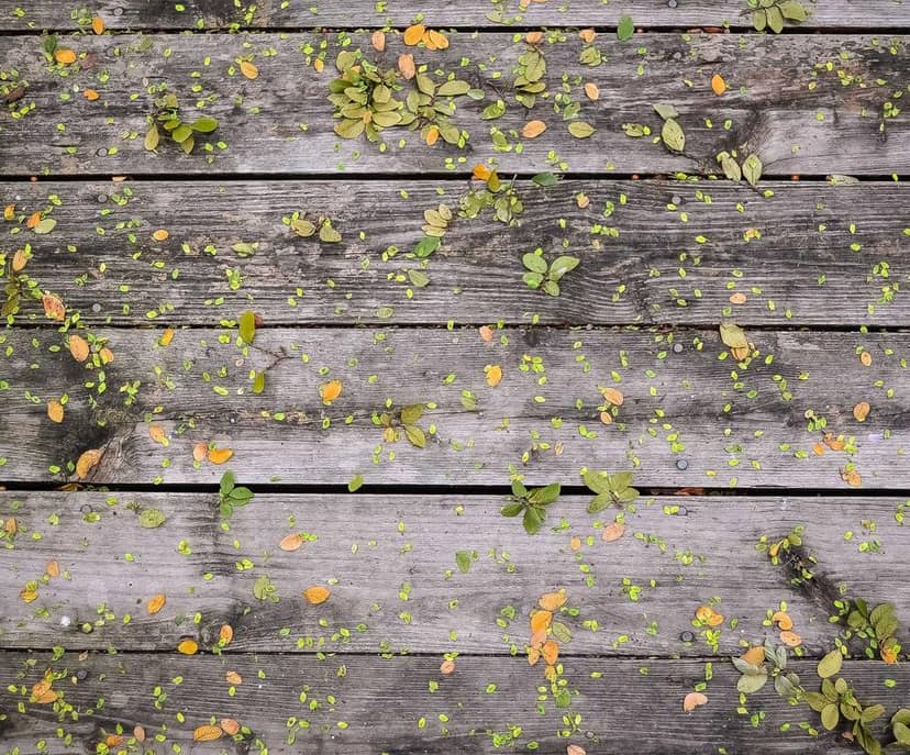 Unauth title QSWqjUvD